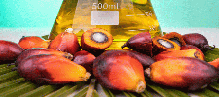 India's palm oil imports rise 16% in August to 13-month high