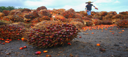 Panic in Indonesia's palm oil industry, the army seizes palm oil plantations