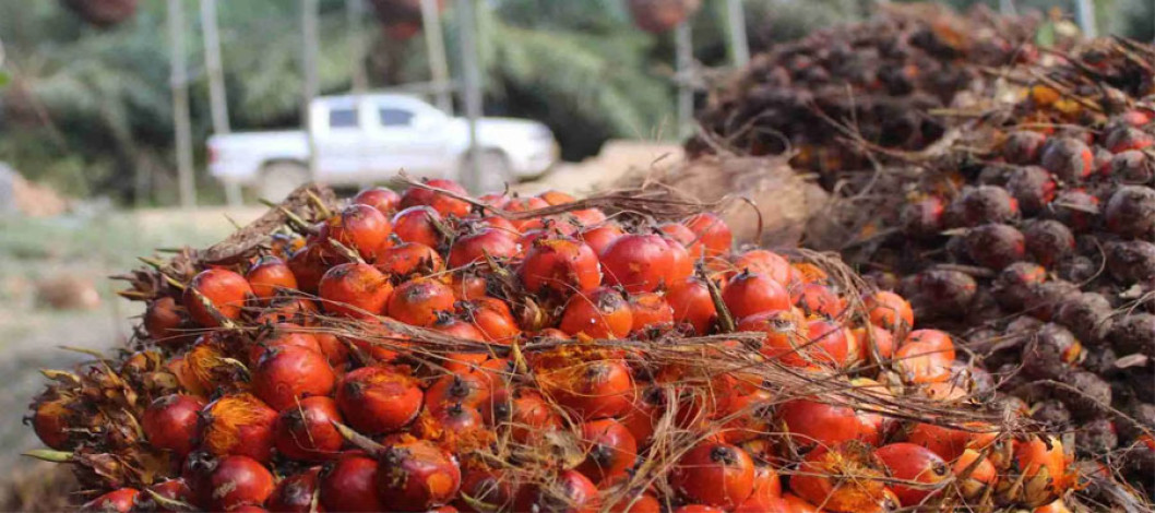 Delayed Palm Oil Peak Season Pushes CPO Towards RM4,600 Per Tonne in First Half of 2026 — Glenauk Economics